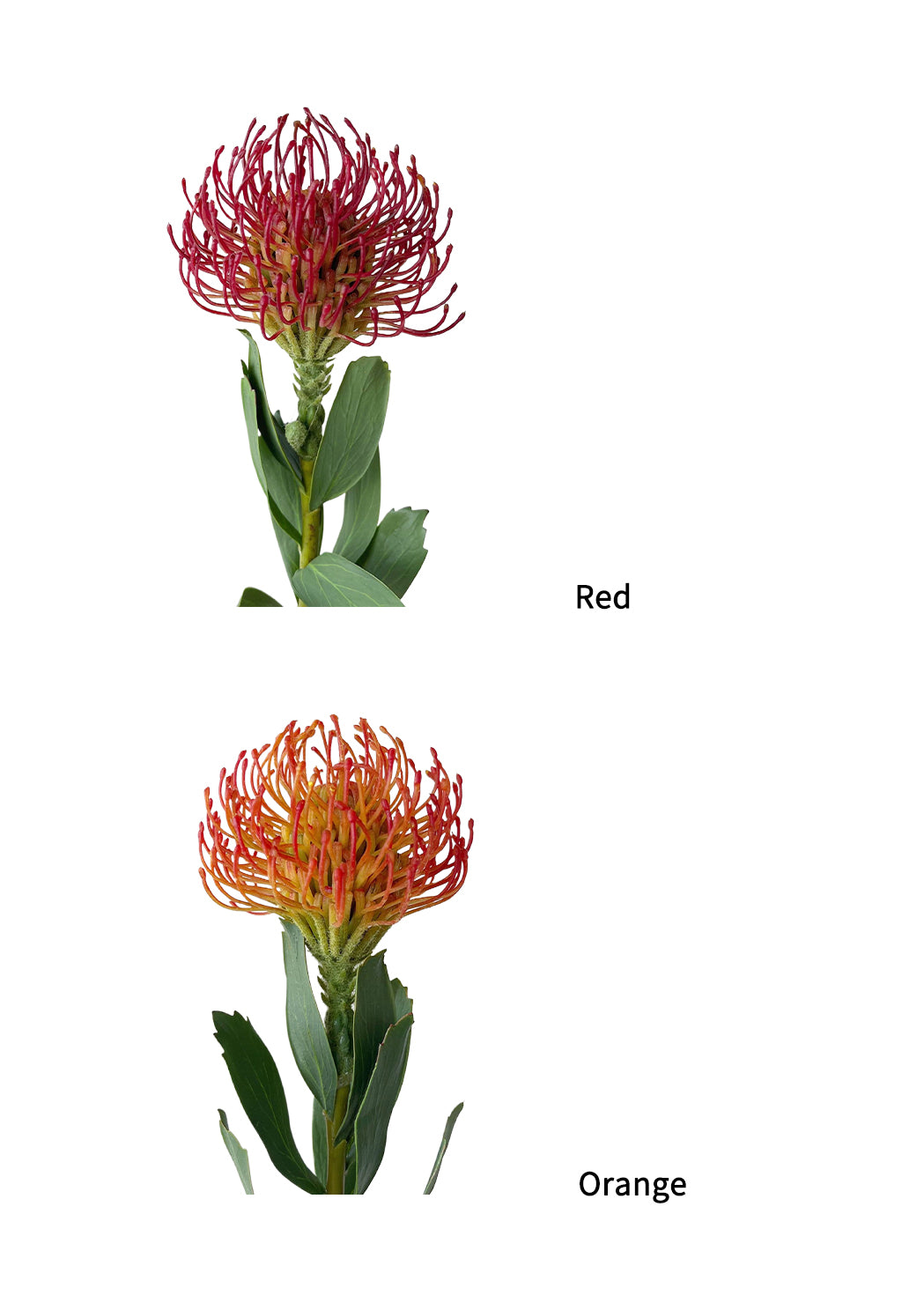 Artificial Leucospermum flower with realistic appearance-24.8"