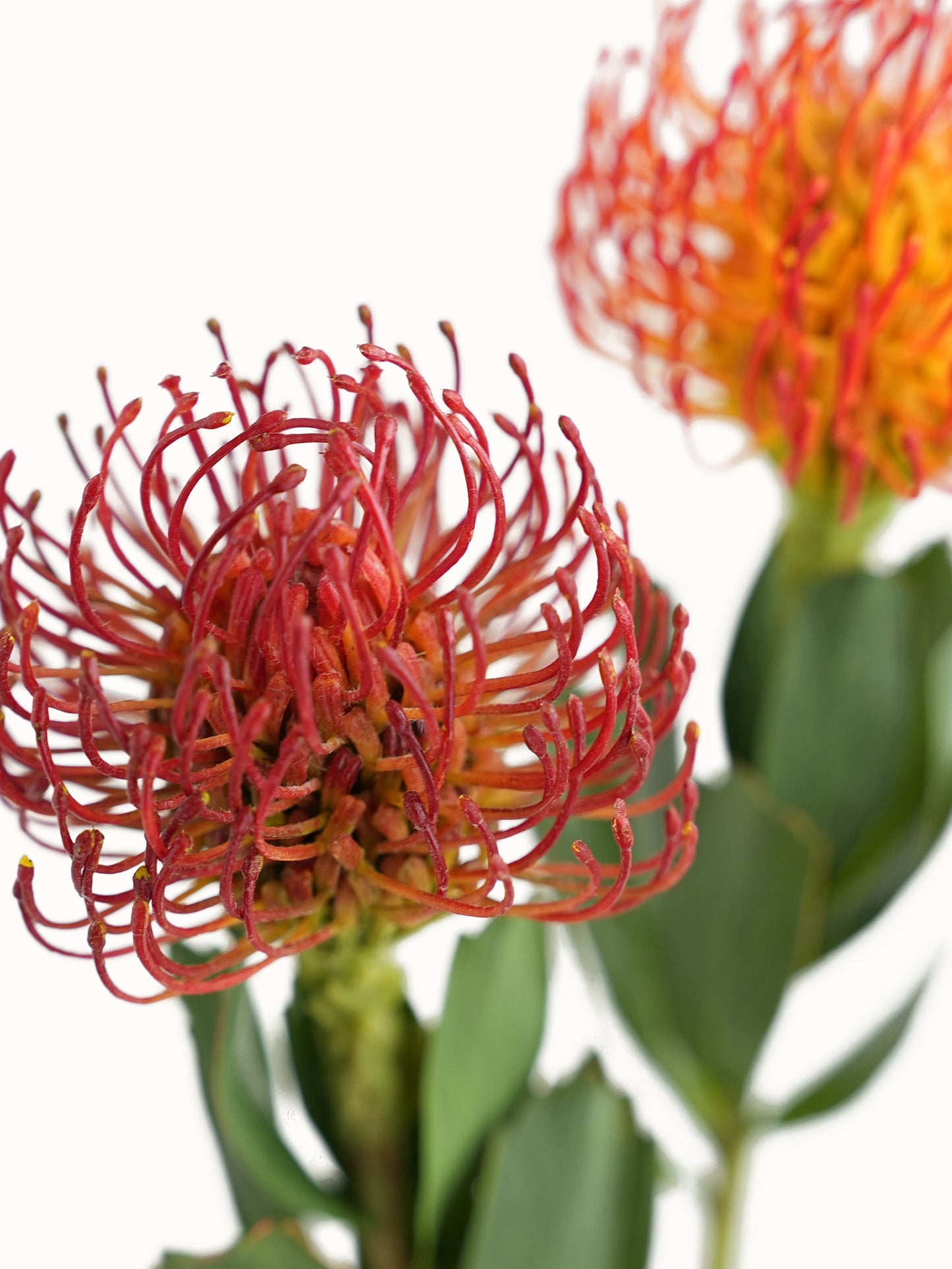 Artificial Leucospermum flower with realistic appearance-24.8"