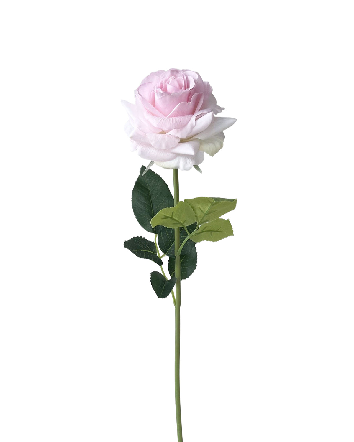 Rose category