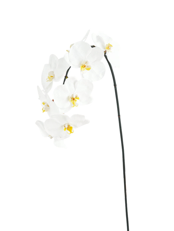 Artificial Phalaenopsis in Cream Color Palette-35"