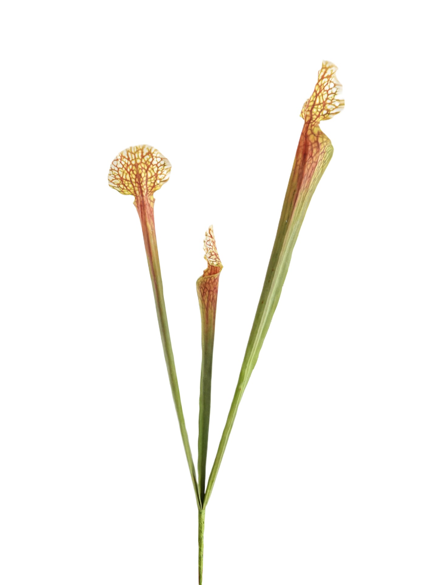 Real Touch Artificial Sarracenia -24.4"