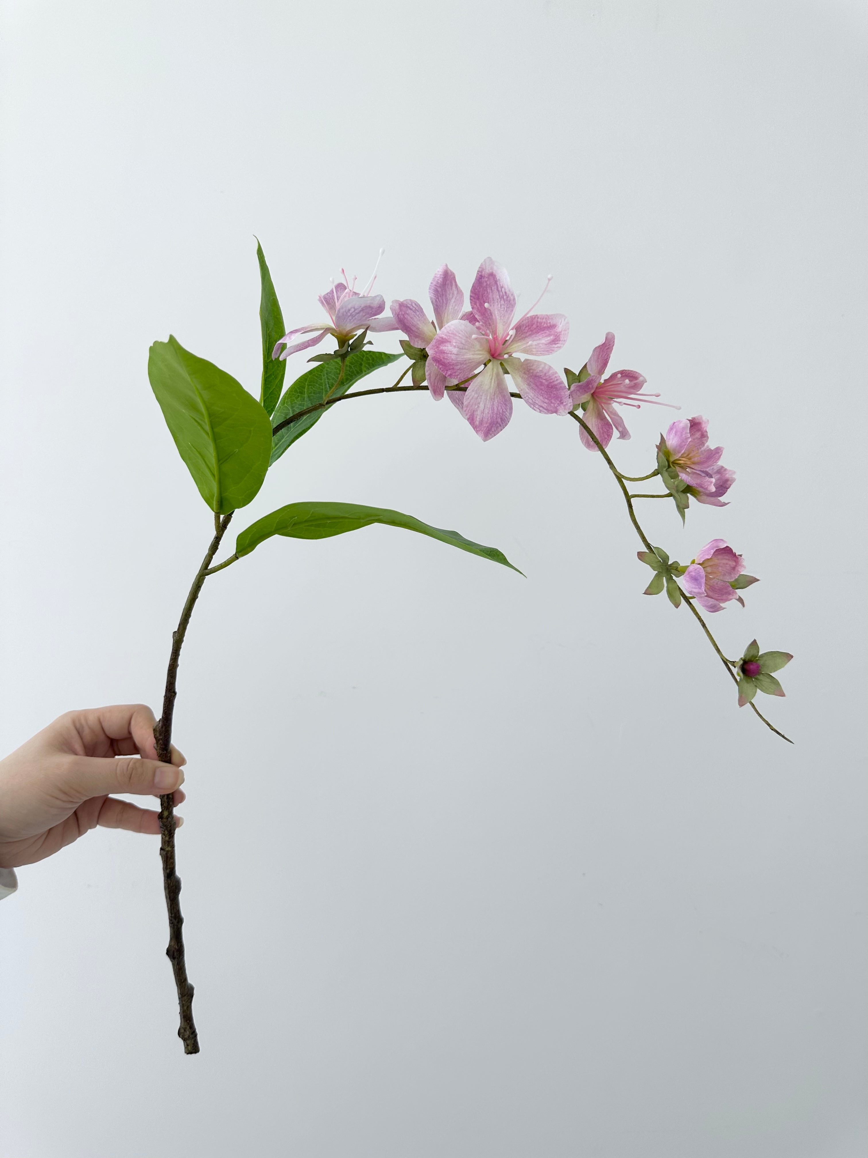 Wallich Glorybower - 31.89"