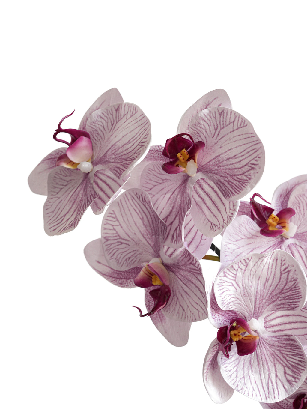 Artificial Phalaenopsis in Cream Color Palette-35"