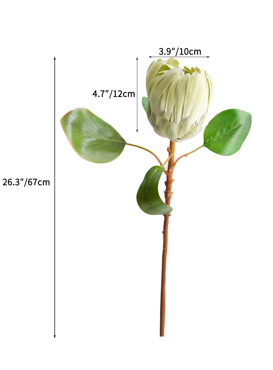 Luxurious simulated Protea cynaroides flowers -26.3 "