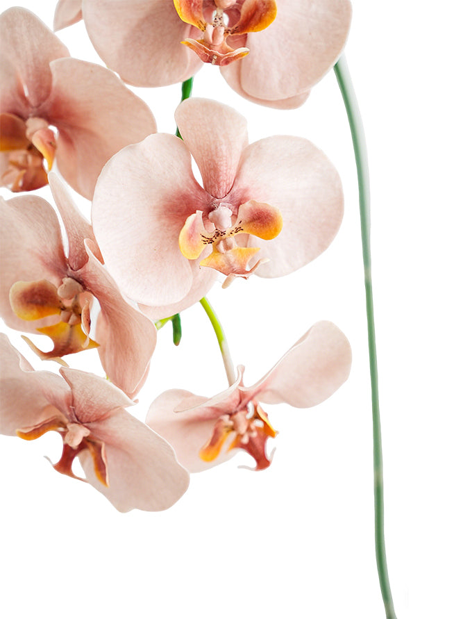 Fake Blooming Phalaenopsis Orchids in Cream-42.9"