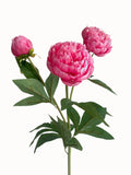 A bunch of artificial peony flowers with 3 blooms-29.5 "