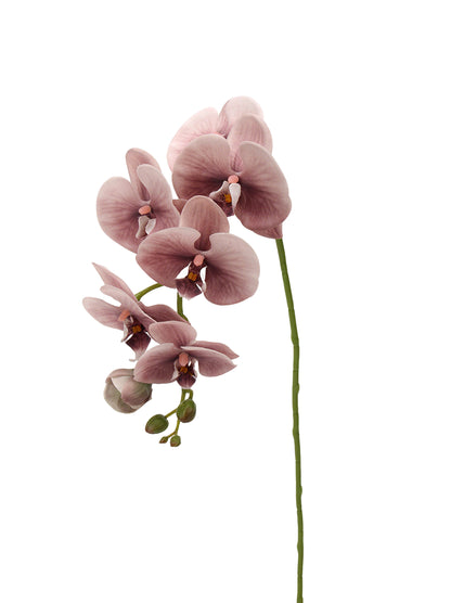 Real-Touch Faux Phalaenopsis Orchid Spray - 37.4"