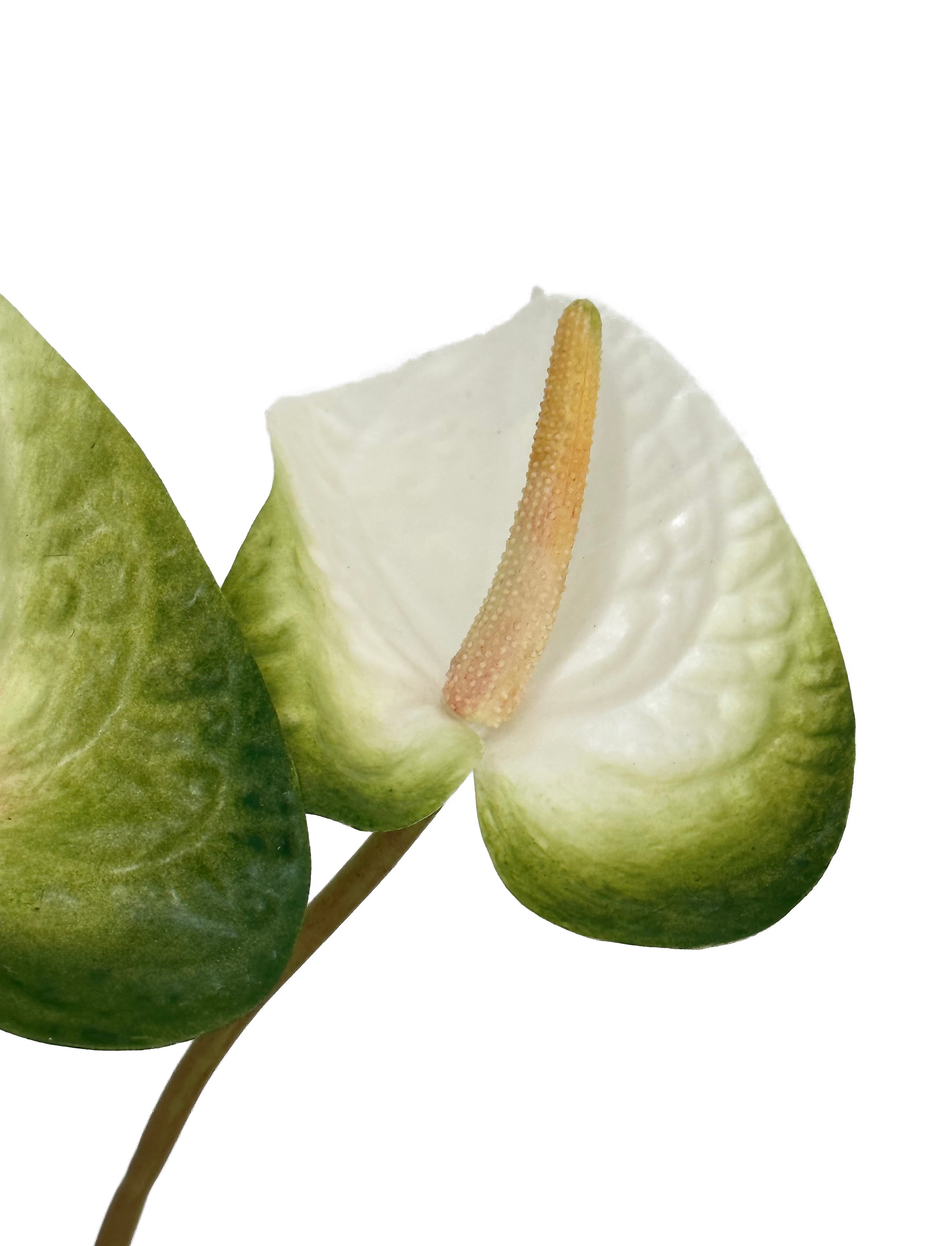 Luxurious Quality Artificial Tropical Anthurium- 23.6"