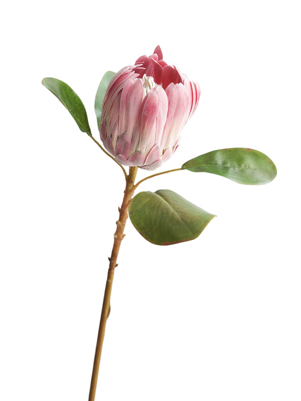 Luxurious simulated Protea cynaroides flowers -26.3 "