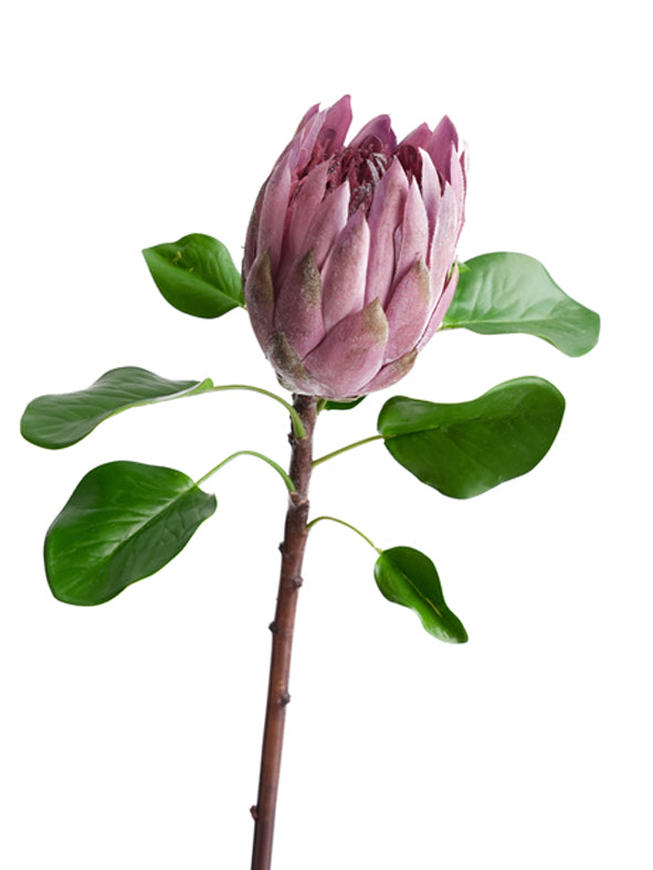 Luxurious simulated Protea cynaroides flowers -26.3 "