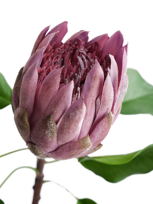 Luxurious simulated Protea cynaroides flowers -26.3 "