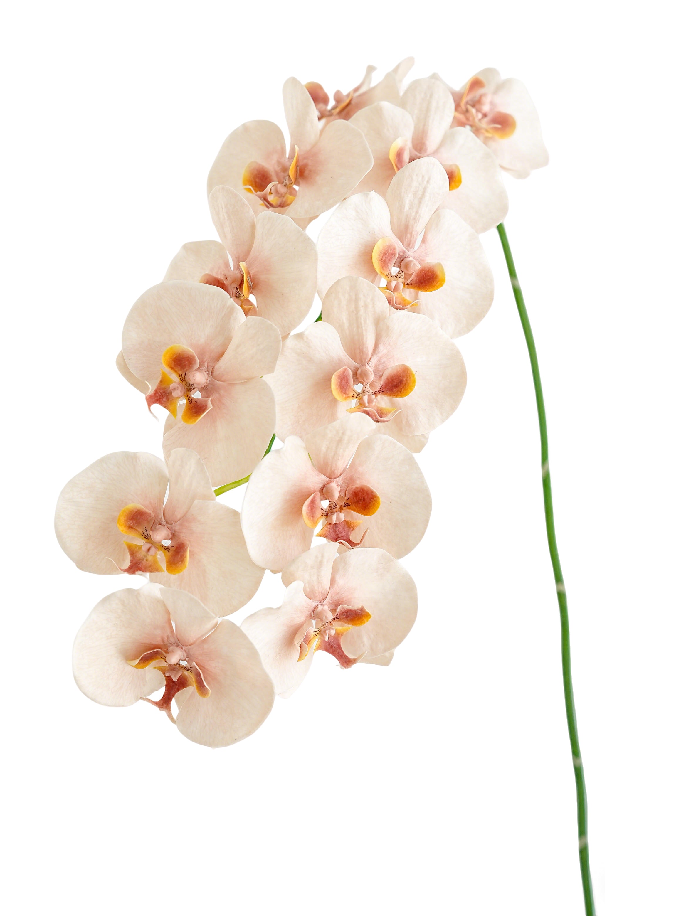 Cream Artificial Phalaenopsis Orchids -42.5"