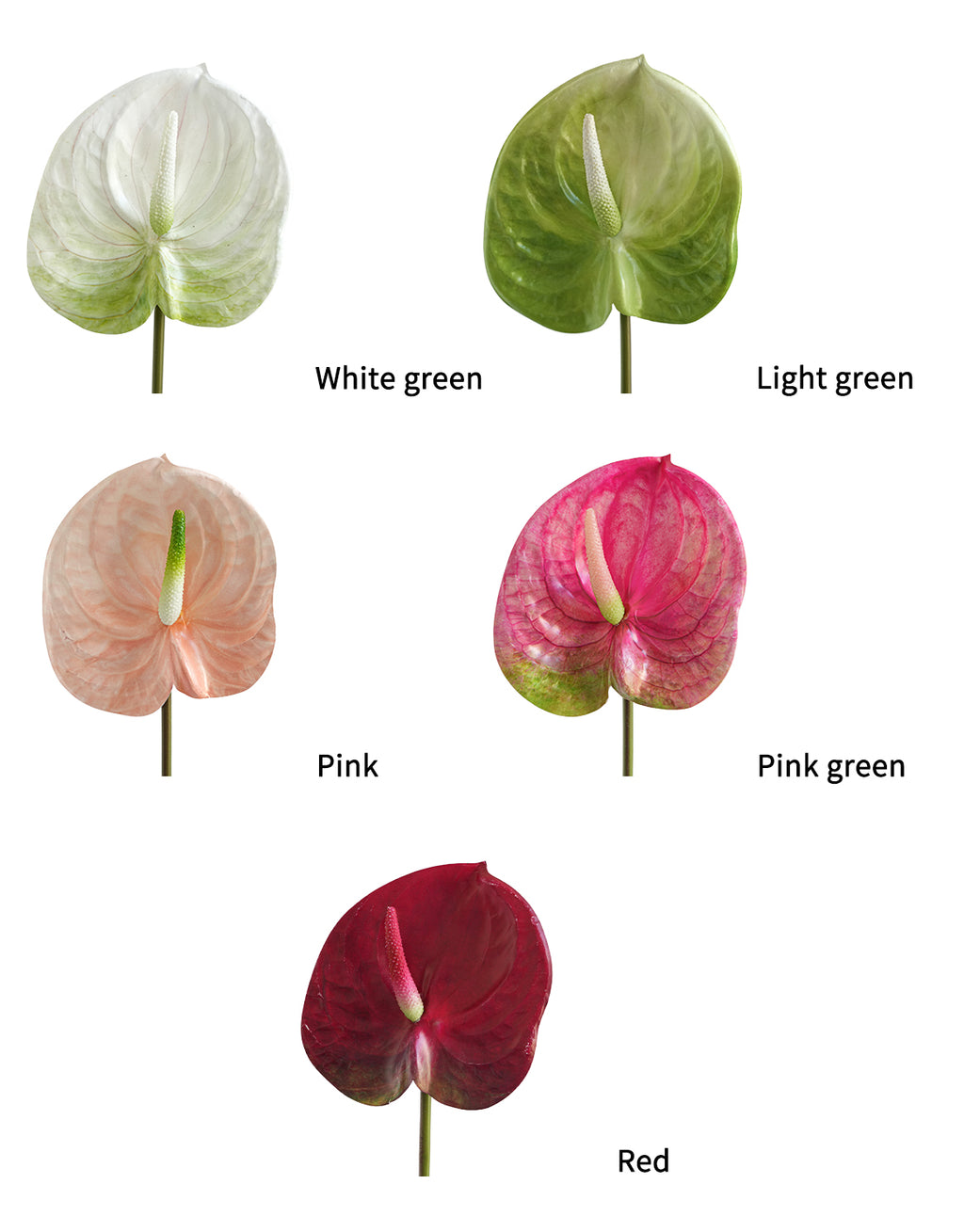 Large-sized artificial Anthurium flowers-26.3 "