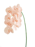 Fake Blooming Phalaenopsis Orchids in Cream-42.9"