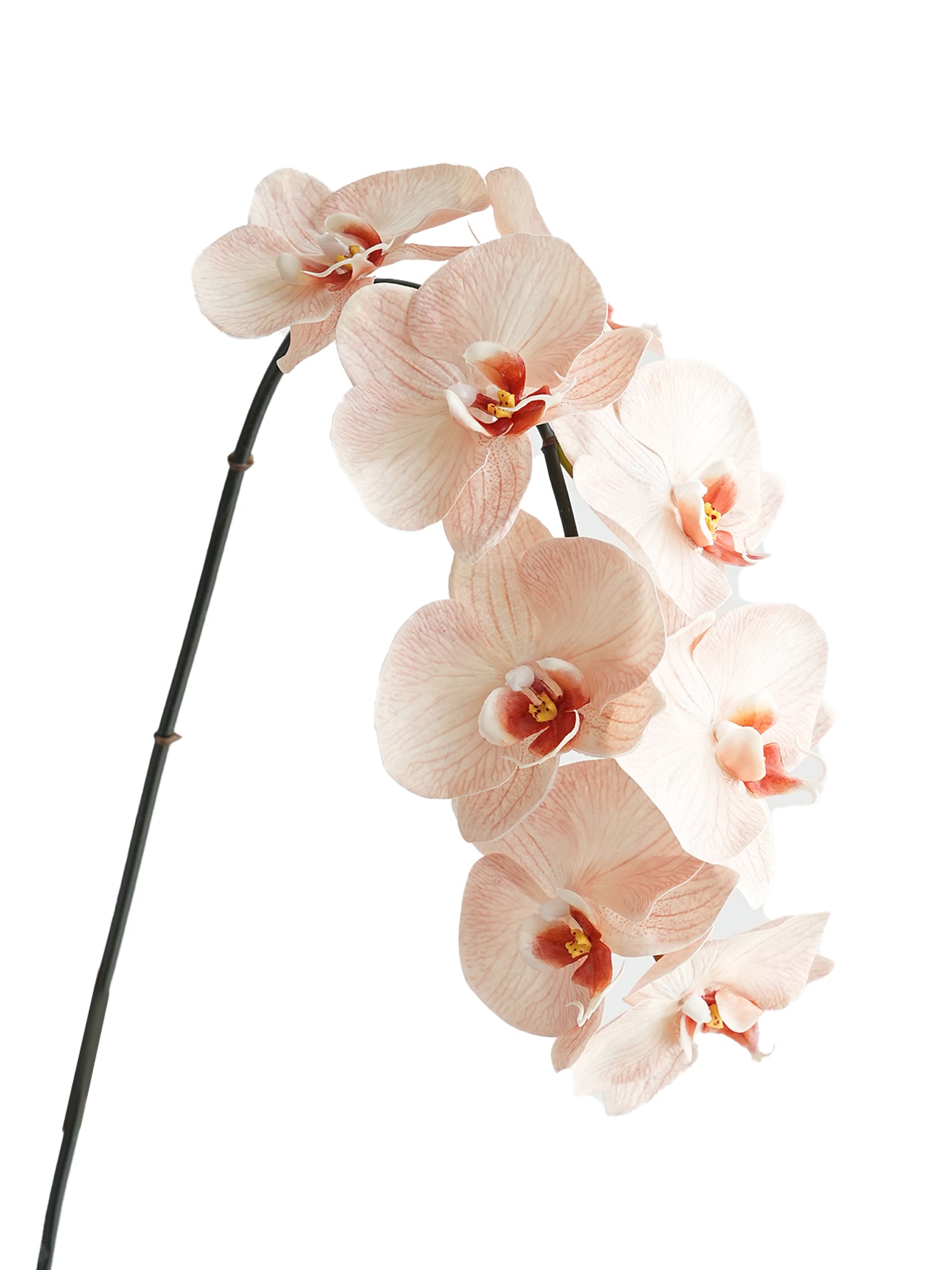 Artificial Phalaenopsis in Cream Color Palette-35"