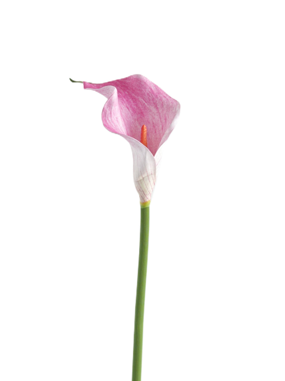 Artificial Calla Lily in Soft Tones-18.8"