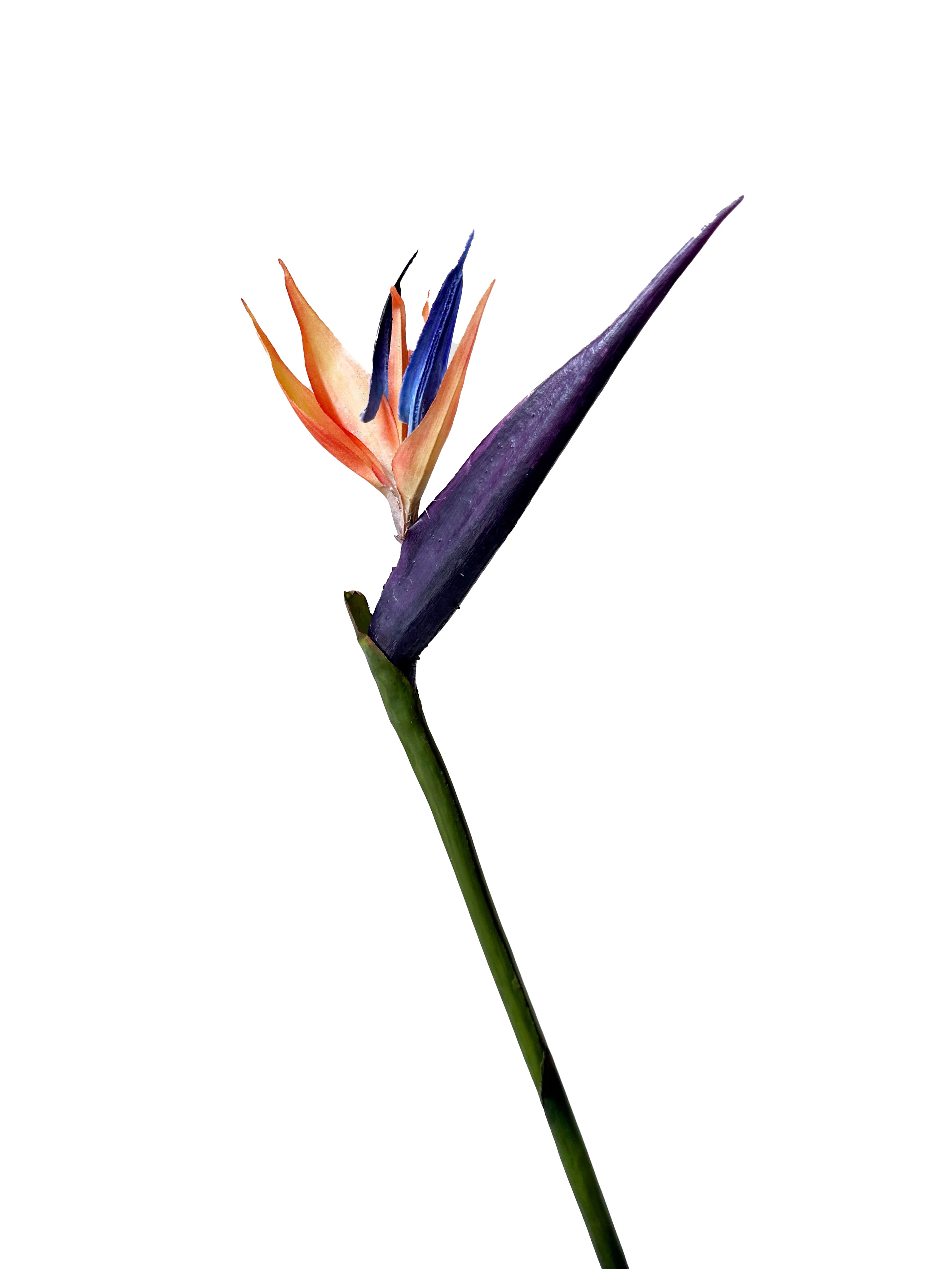 High-end Artificial Birds of Paradise Flowers -34.2"