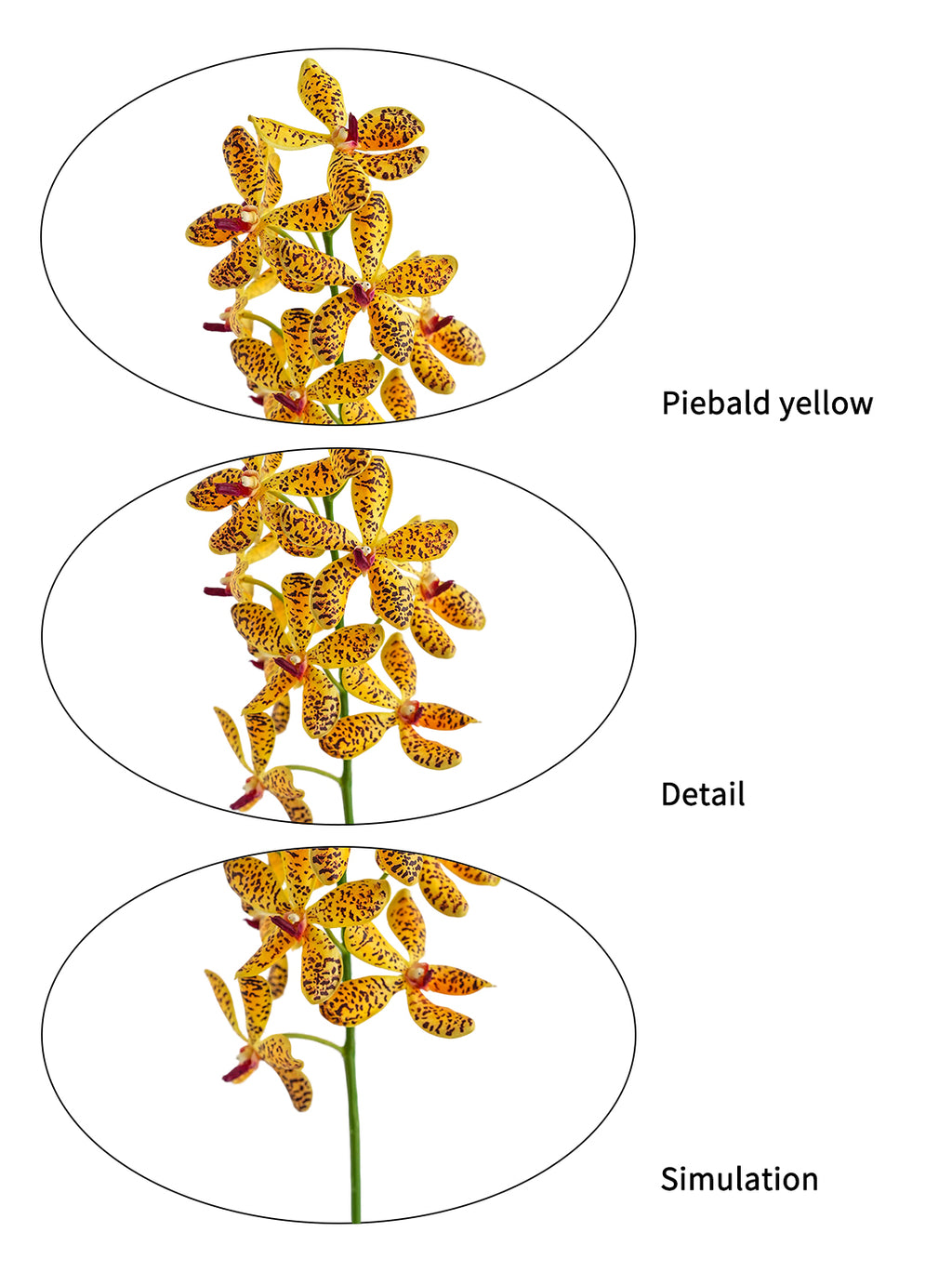 Lifelike Artificial Vanda Orchids -25.1"