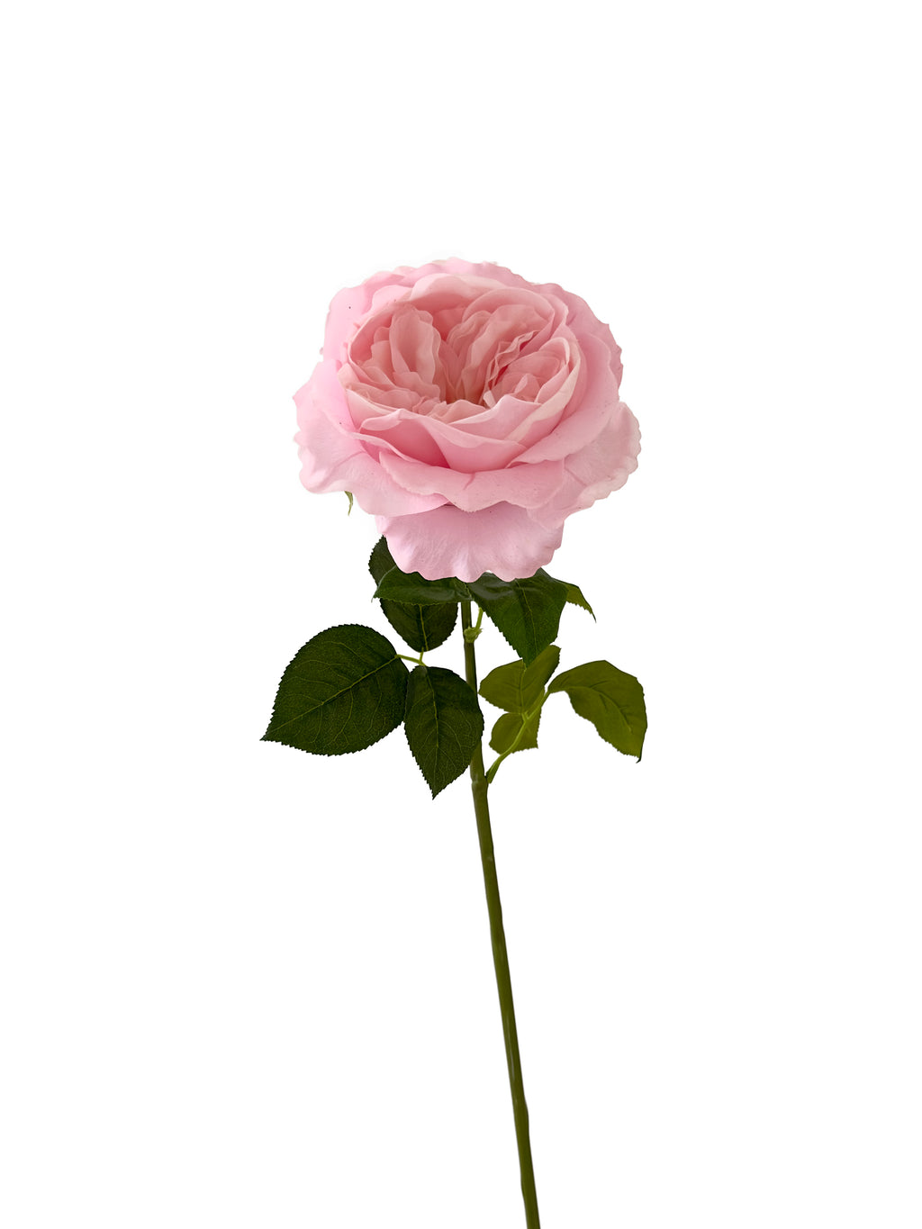 Artificial Austin roses with a realistic touch- 25.9"