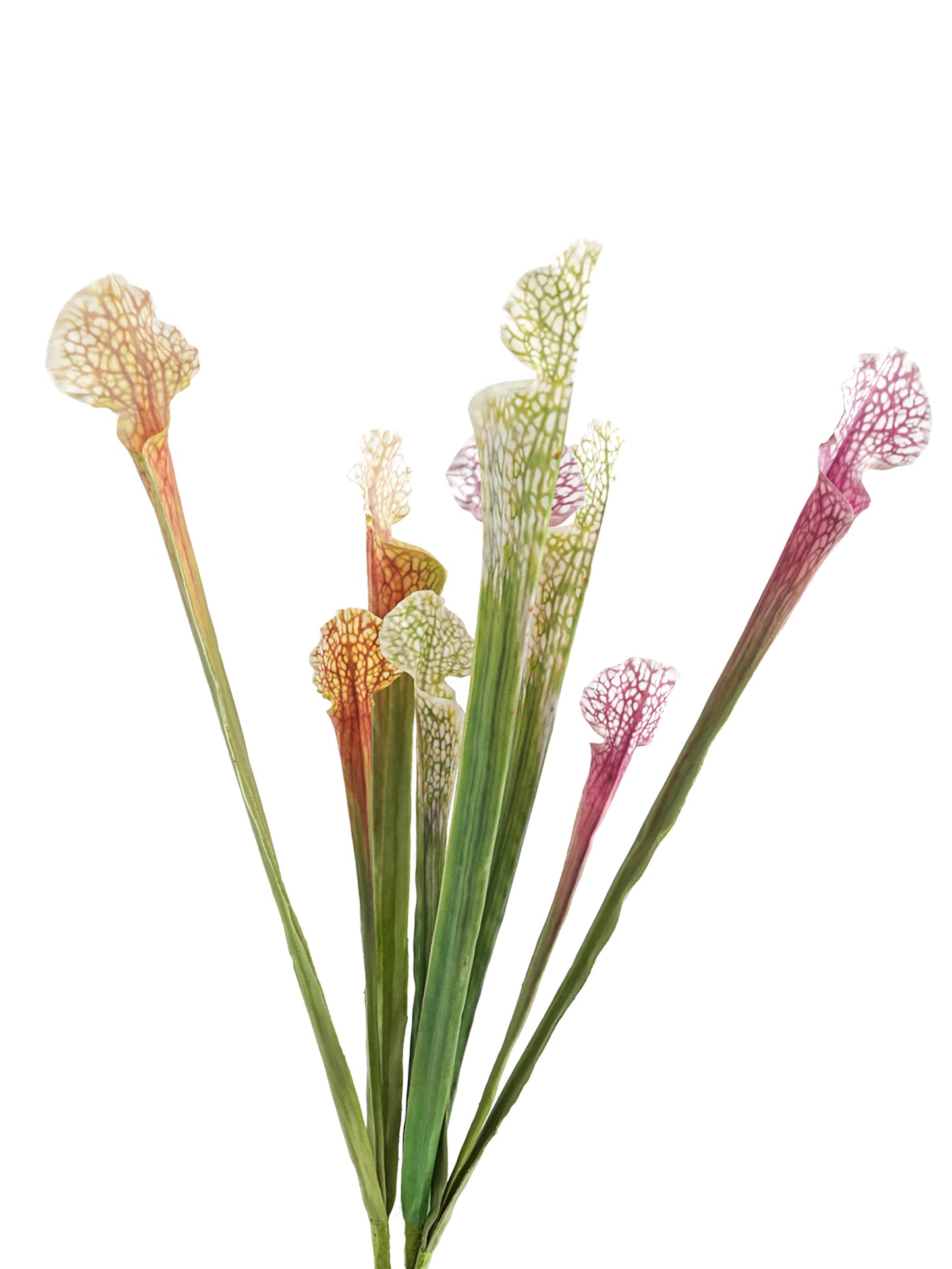 Real Touch Artificial Sarracenia -24.4"