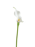 Artificial Calla Lily Flowers-23.6"