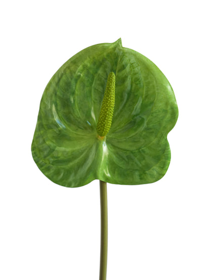 Small-sized artificial Anthurium flowers- 22.4"