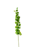 Large-sized artificial green plants with shell-shaped leaves - 37.4"