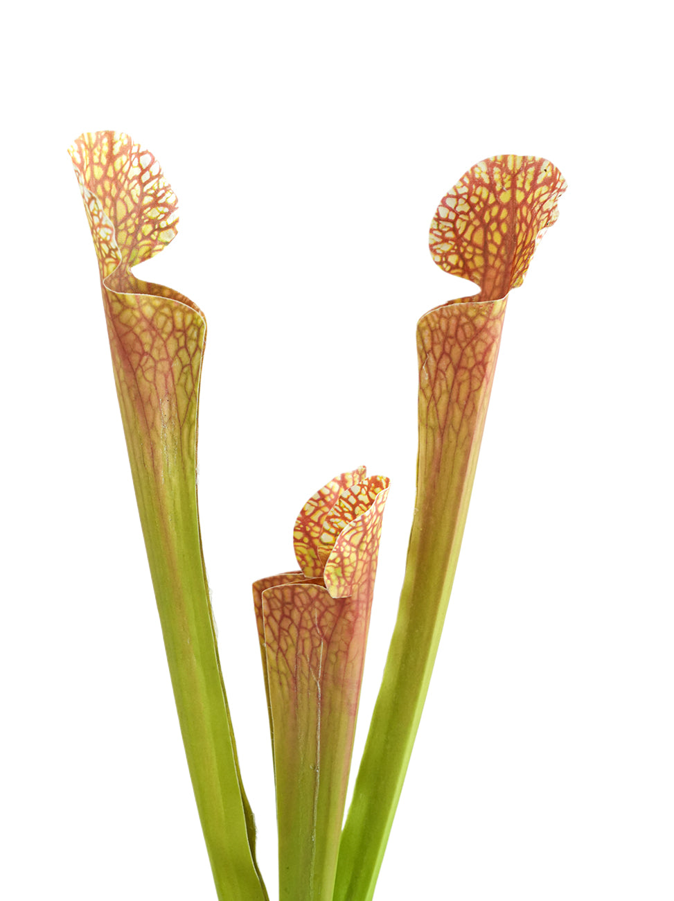 Artificial Sarracenia  -17.7"