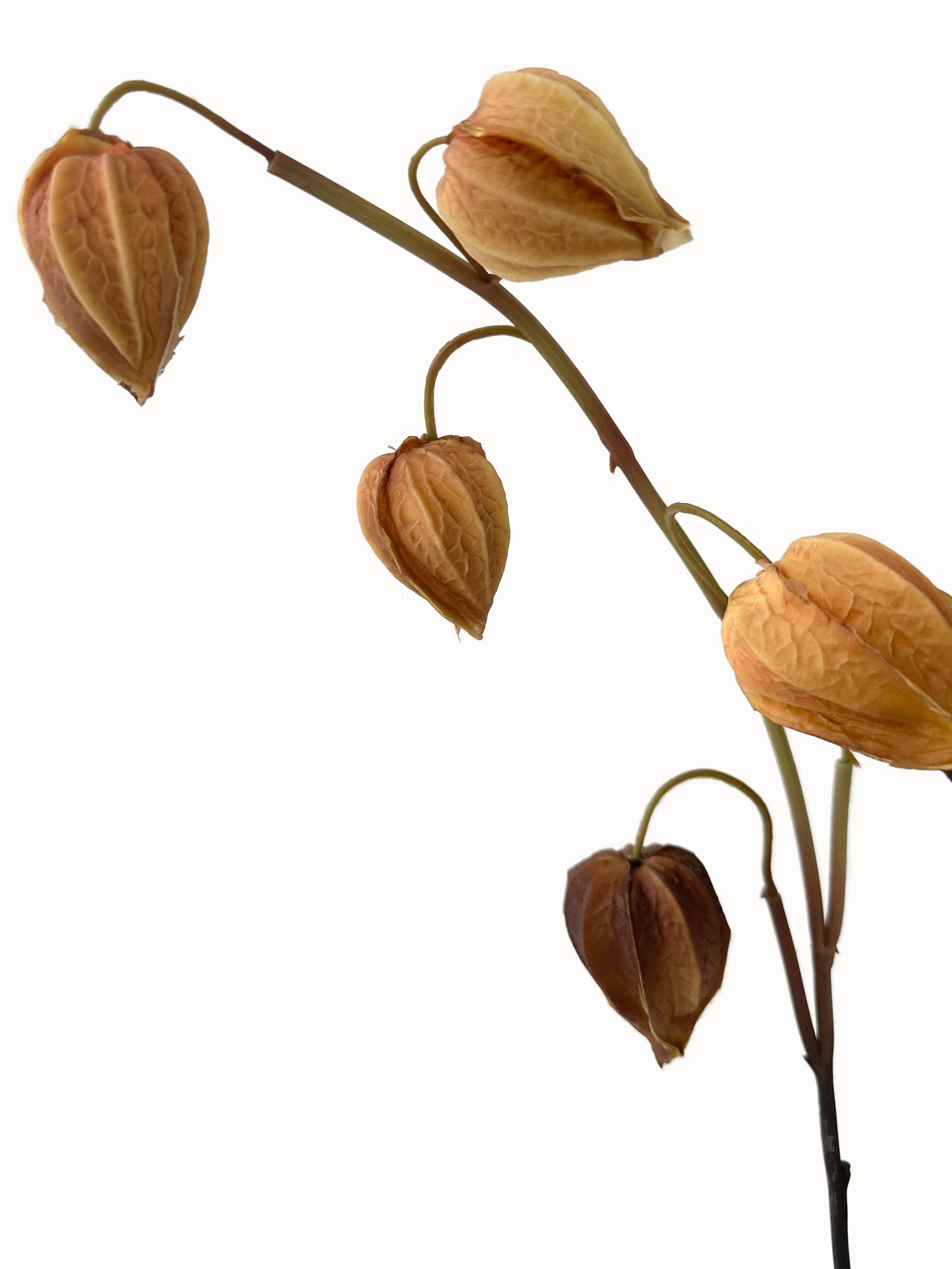 Simulated Ground Cherries Artificial Cape Gooseberry -27.9"