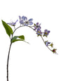 Wallich Glorybower - 31.89"