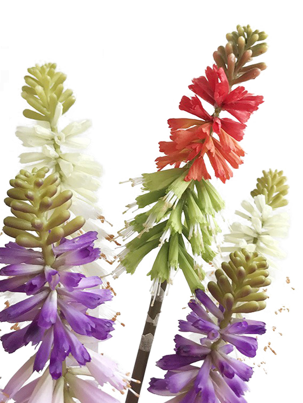 Gorgeous Artificial Torch Lily-27.1"