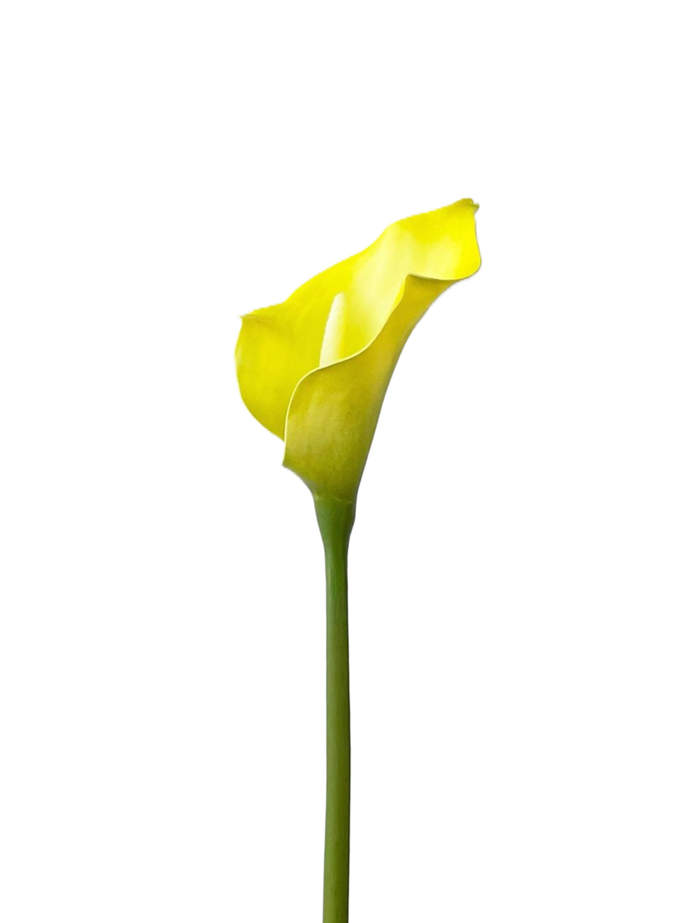 Faux Calla Lily-21.6"