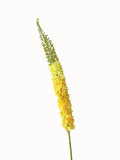 High-end Artificial Foxtail Flowers with Large Branches - 55.5"