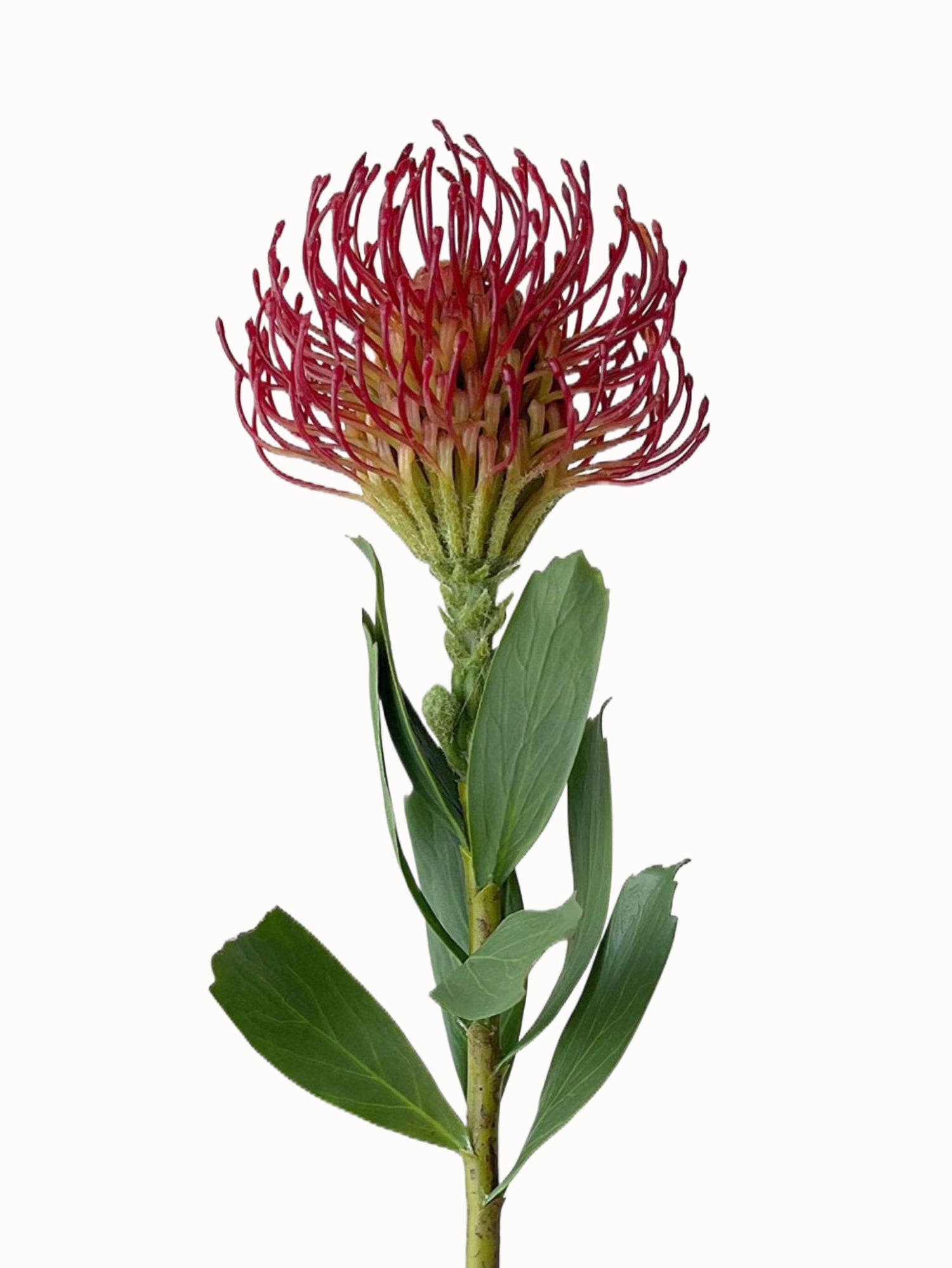 Artificial Leucospermum flower with realistic appearance-24.8"