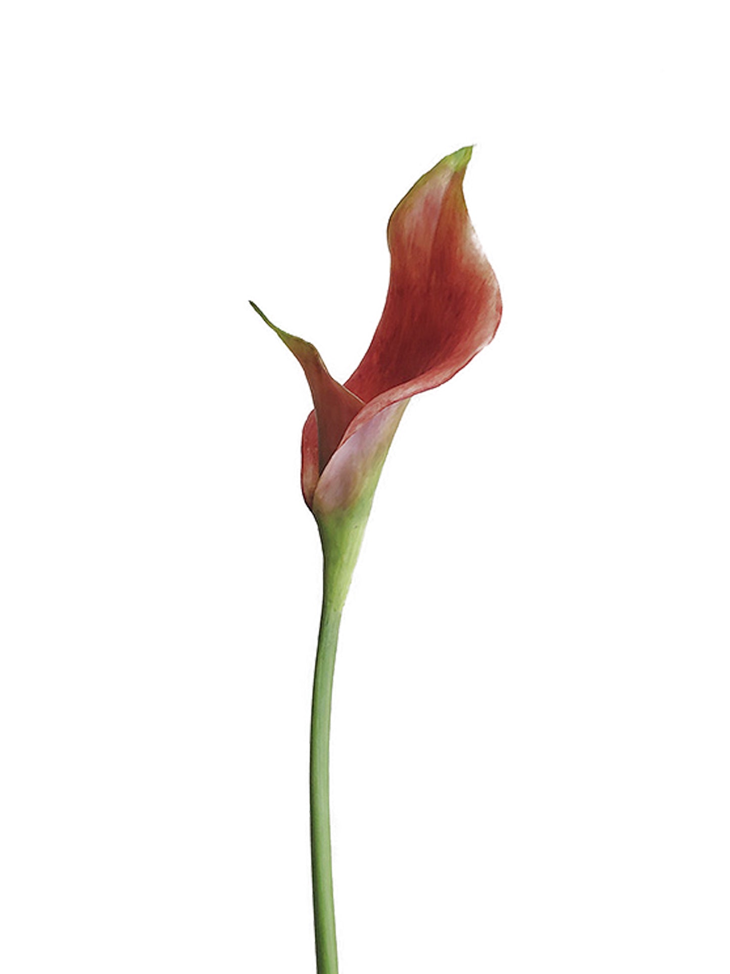 Artificial double-petaled calla lily flowers- 27.9"