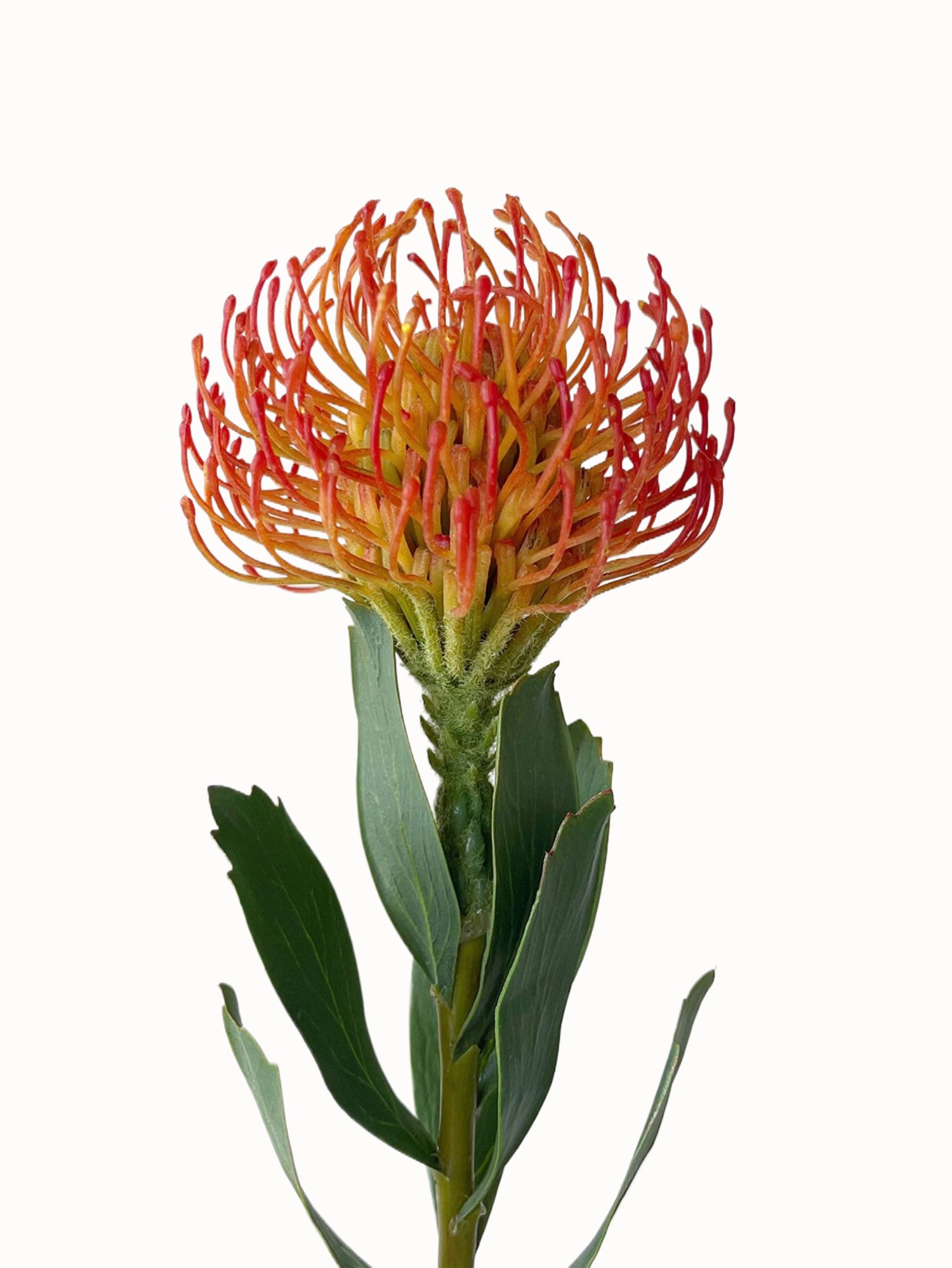 Artificial Leucospermum flower with realistic appearance-24.8"