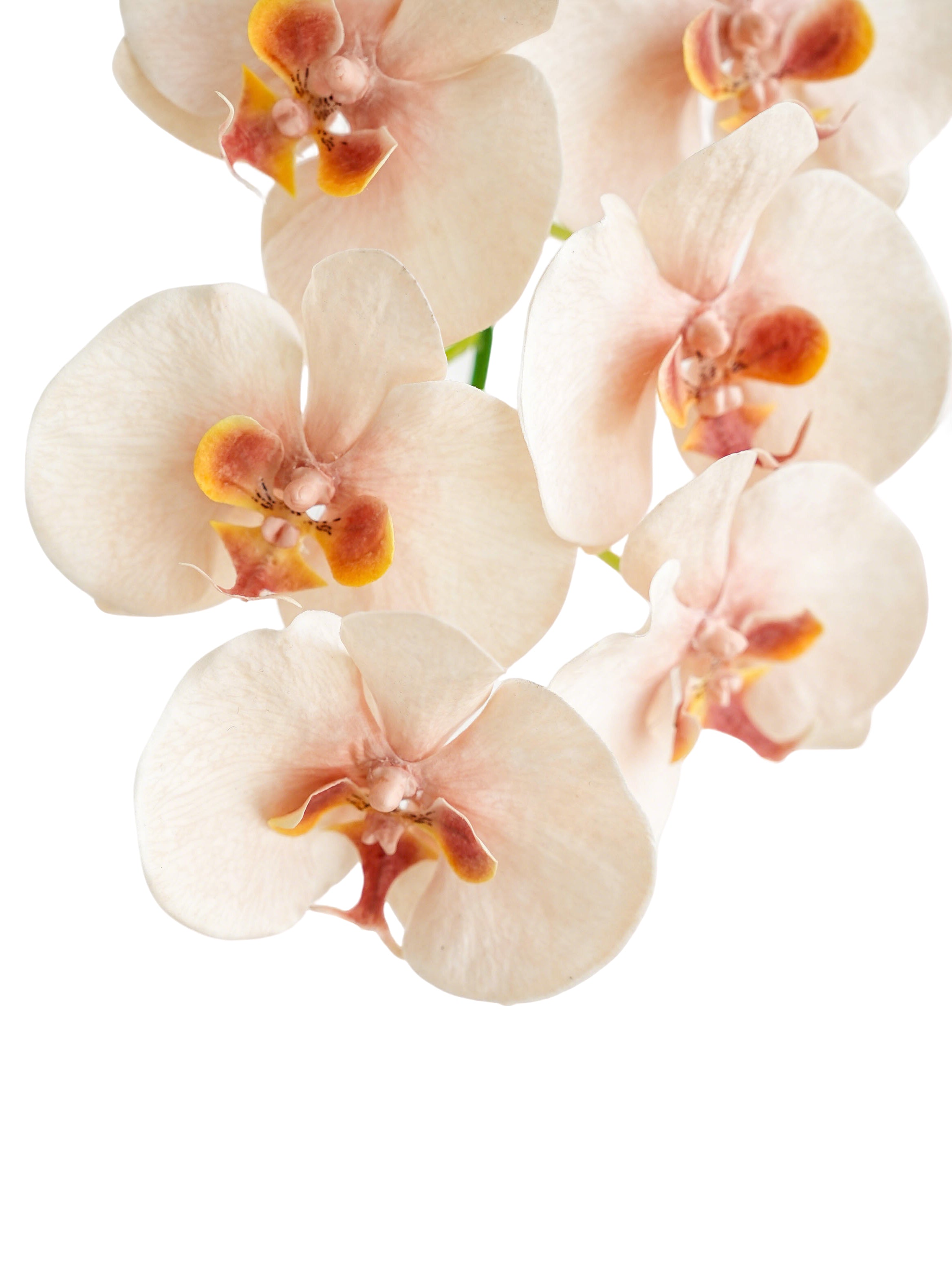 Cream Artificial Phalaenopsis Orchids -42.5"