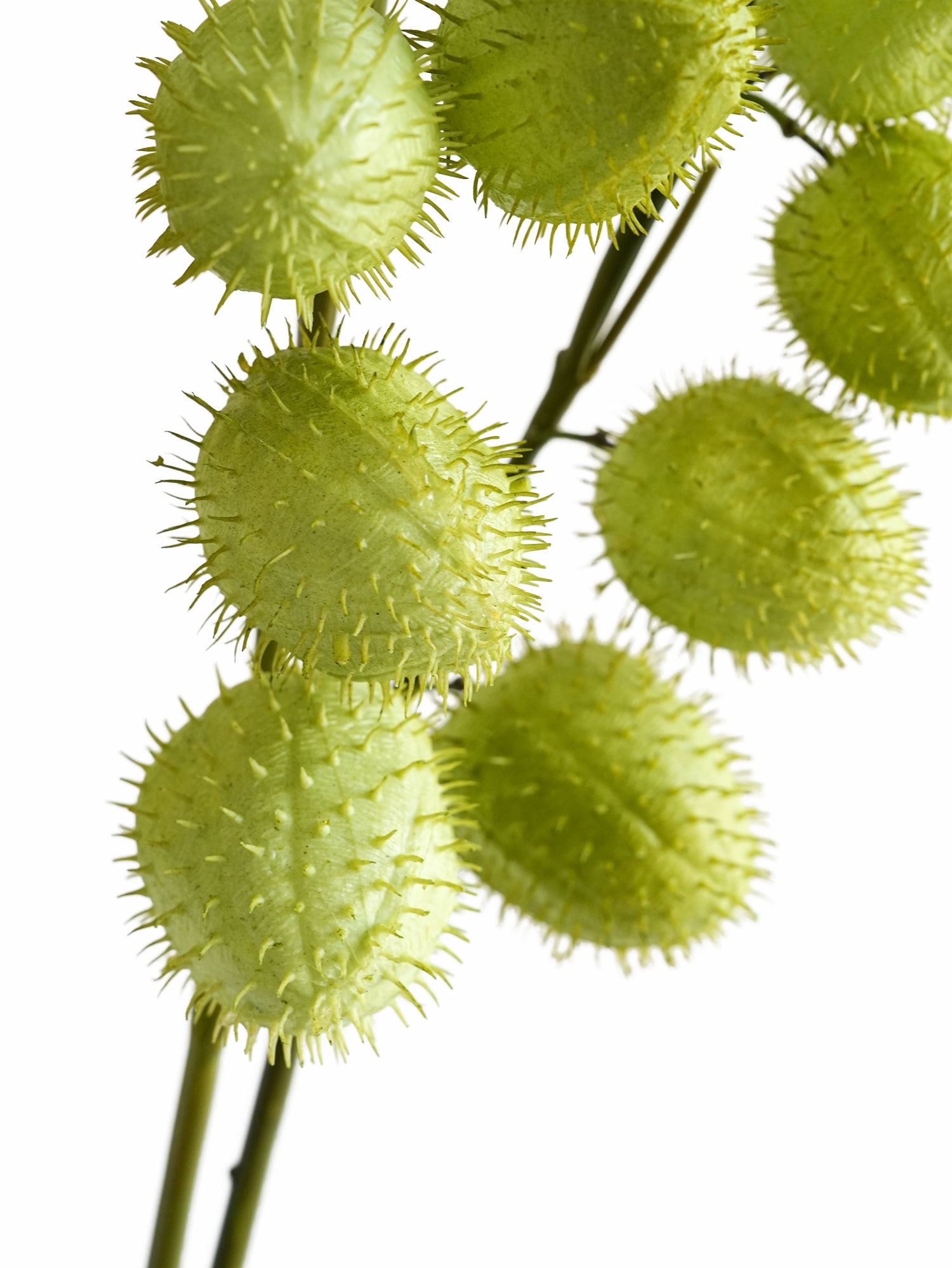 Artificial Balloonplant Fake Gomphocarpus -24.8"