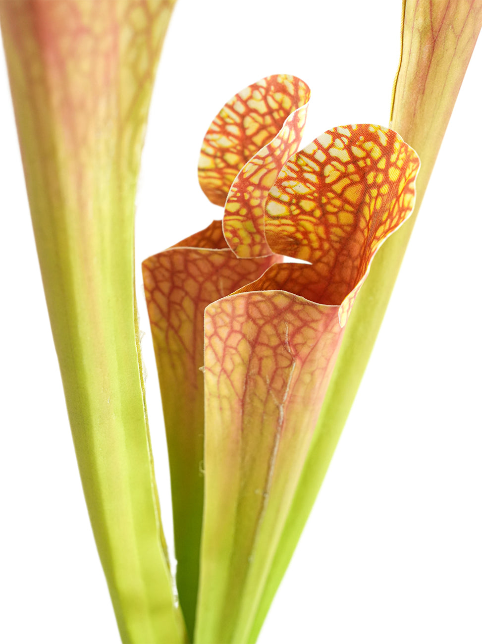 Artificial Sarracenia  -17.7"