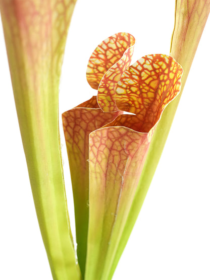 Artificial Sarracenia  -17.7"