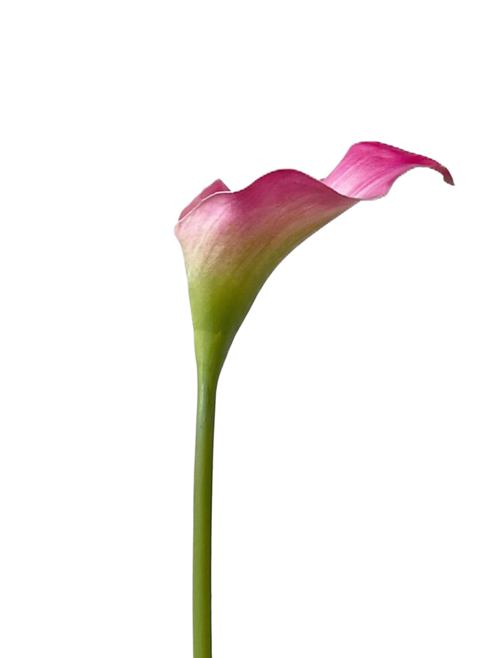 Faux Calla Lily-21.6"