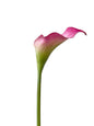 Faux Calla Lily-21.6"