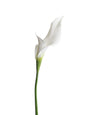 Artificial double-petaled calla lily flowers- 27.9"