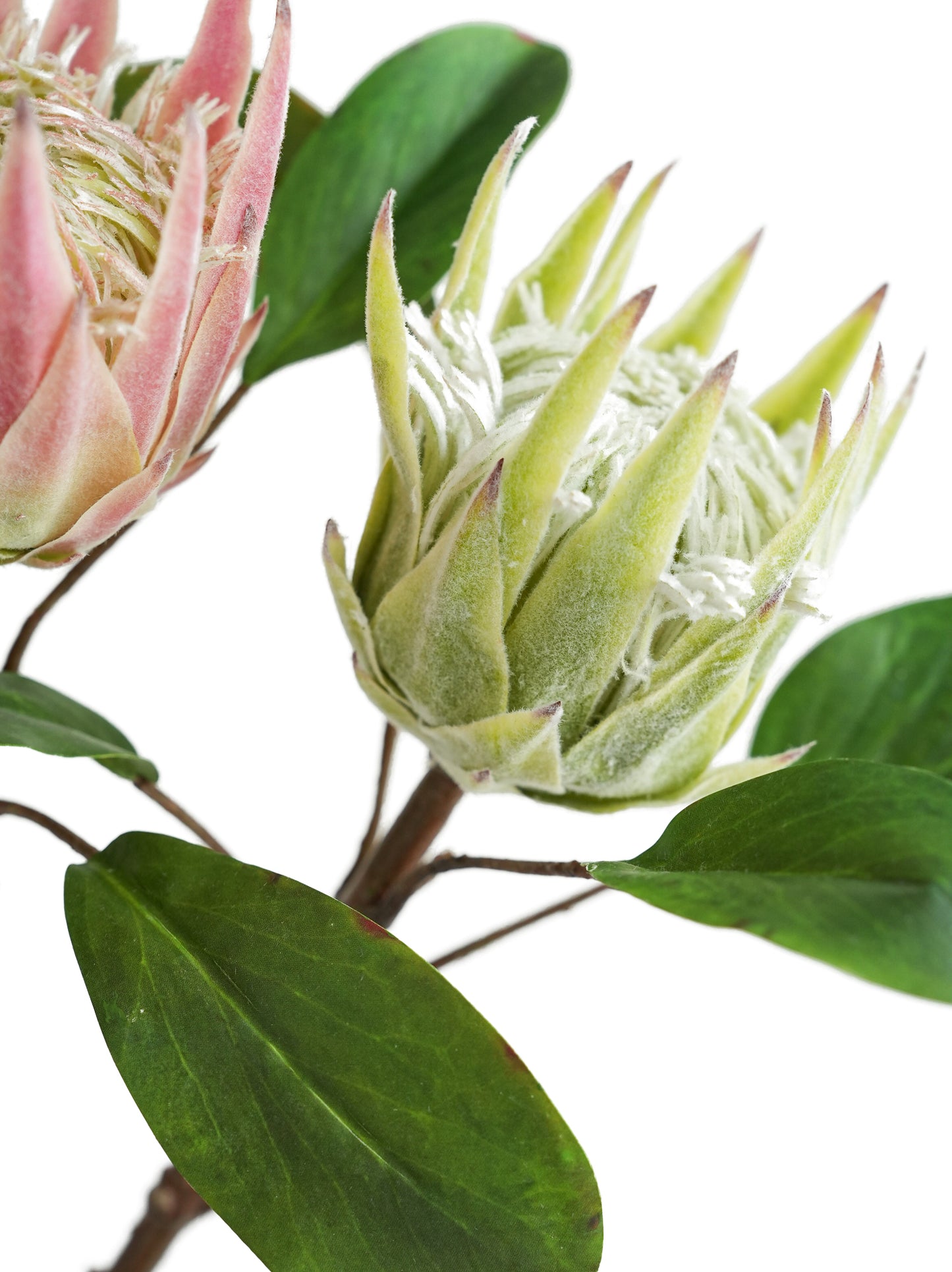 Artificial Protea cynaroides flowers from South Africa- 20.9"