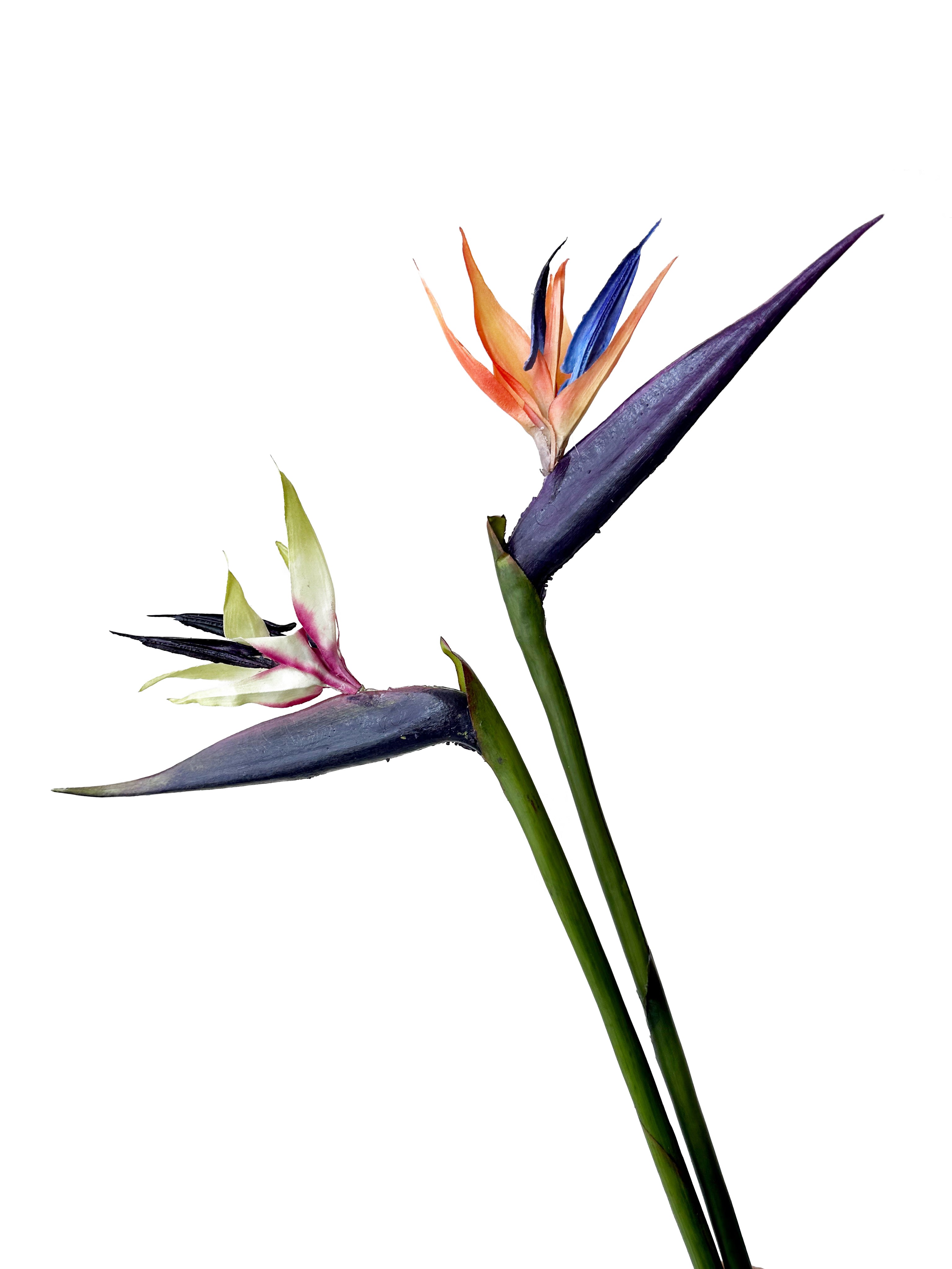 High-end Artificial Birds of Paradise Flowers -34.2"