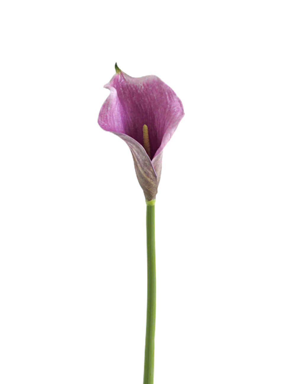 Artificial Calla Lily in Soft Tones-18.8"