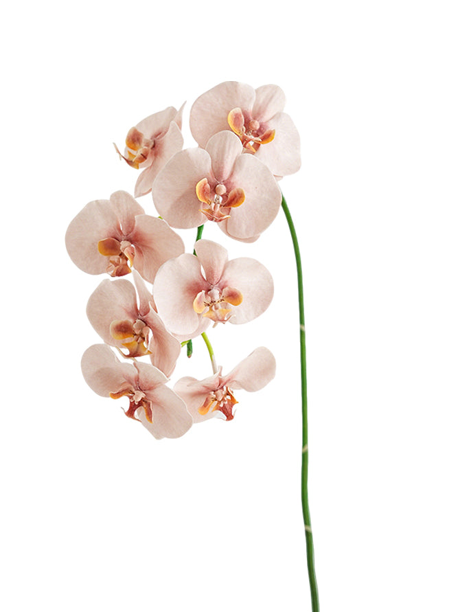 Fake Blooming Phalaenopsis Orchids in Cream-42.9"