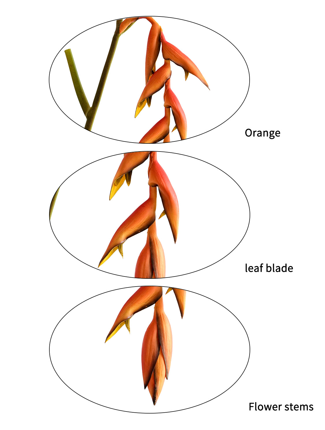 High-end Customized Artificial Hanging Birds of Paradise Flowers - 37.4"