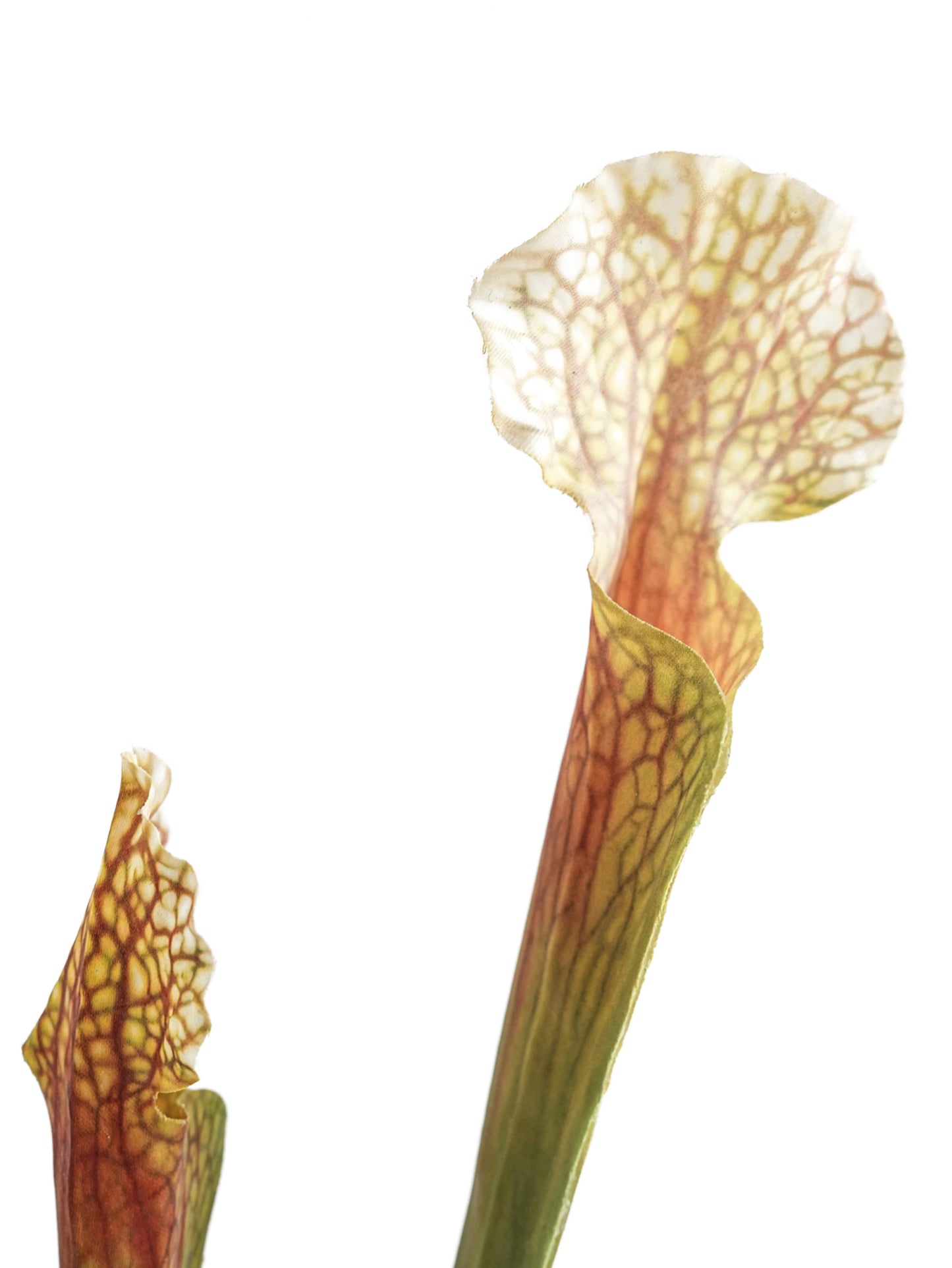 Real Touch Artificial Sarracenia -24.4"