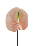 Large-sized artificial Anthurium flowers-26.3 "